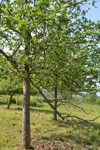 gîte Avril 2012 (16)